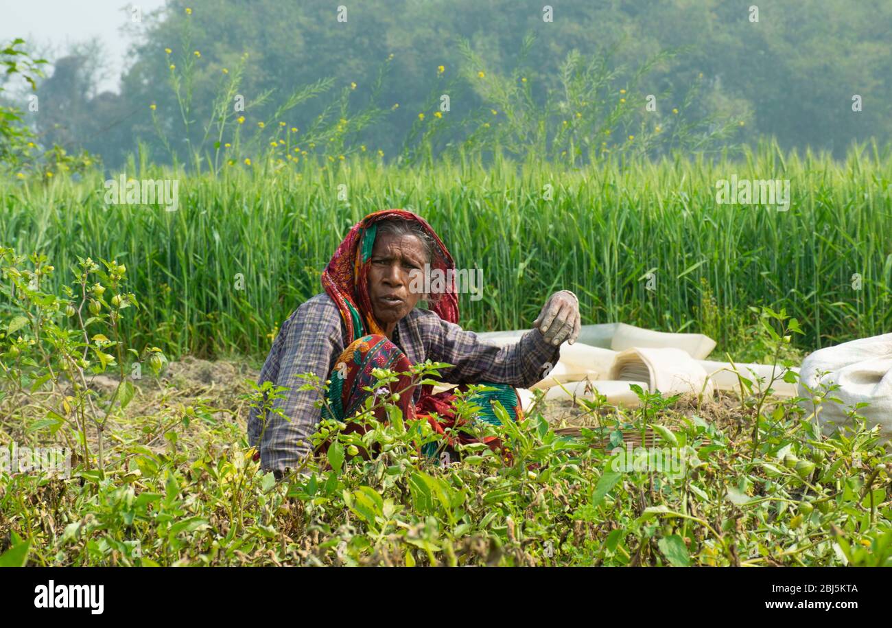 femme indienne agriculteur travaillant dans son domaine, Inde Banque D'Images