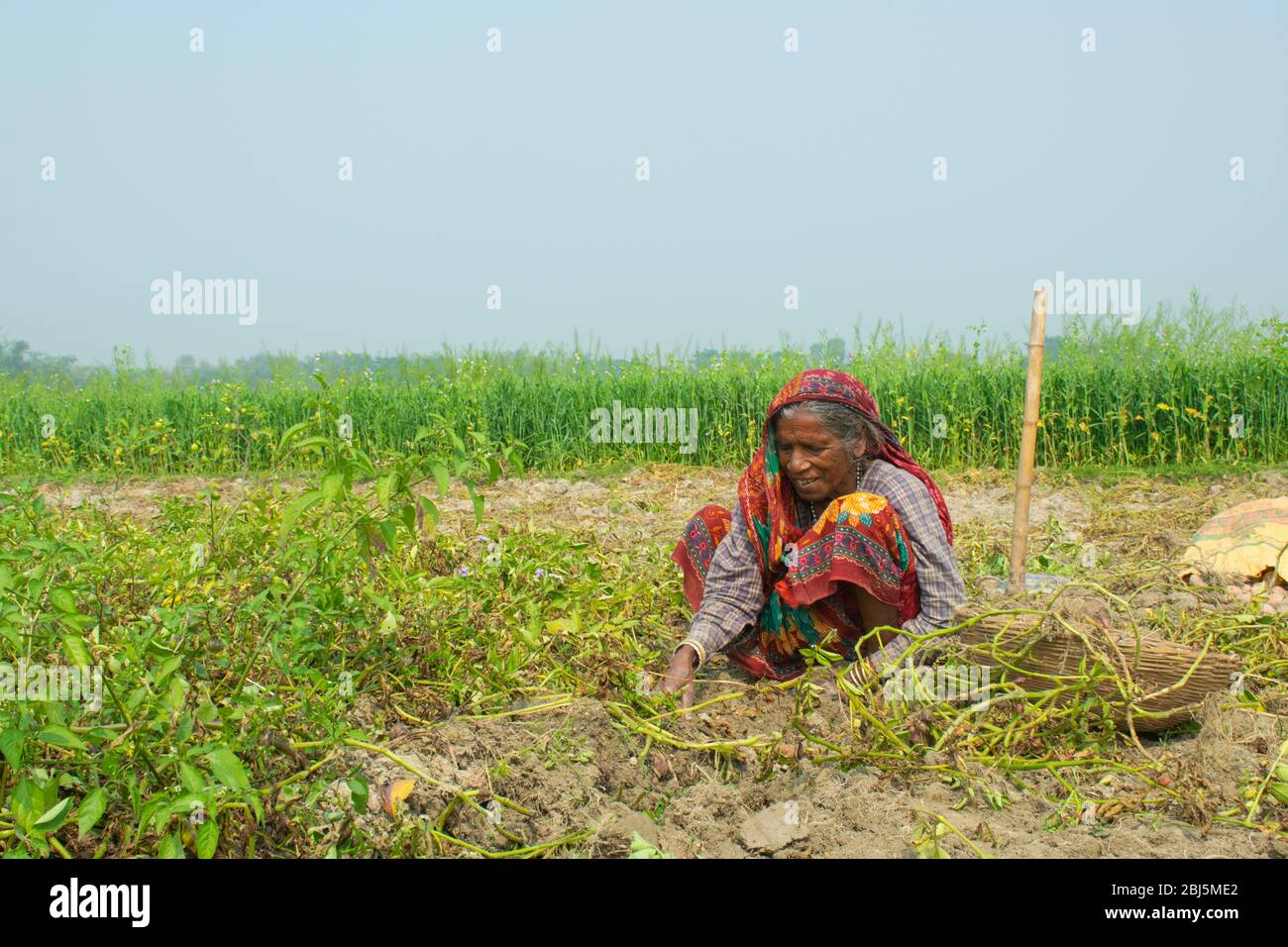 femme indienne agriculteur travaillant dans son domaine, Inde Banque D'Images