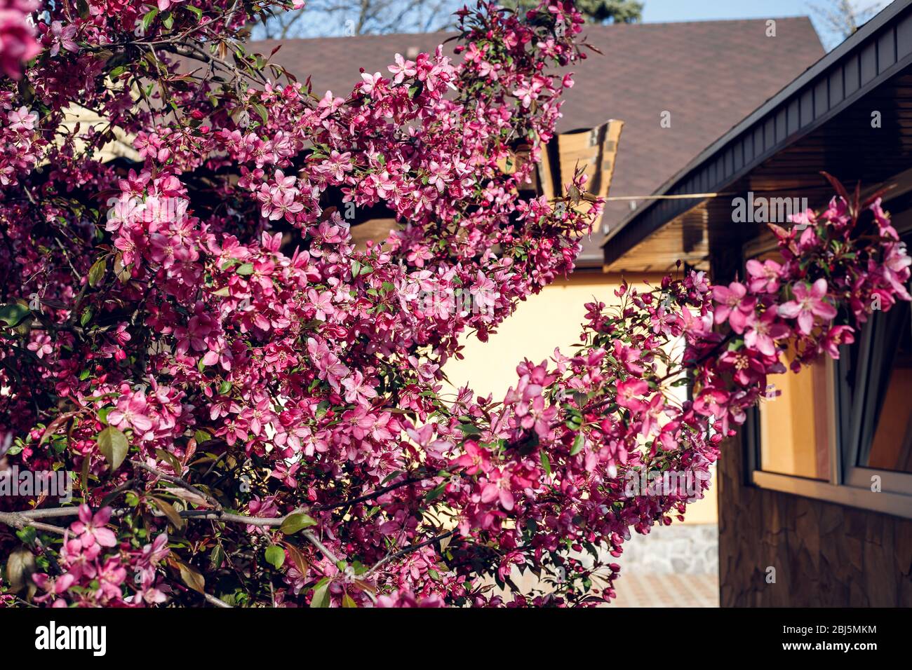 Arbre décoratif de pomme. Floraison en rose. Perles roses. Banque D'Images