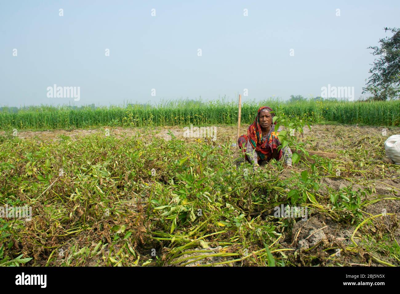 femme indienne agriculteur travaillant dans son domaine, Inde Banque D'Images