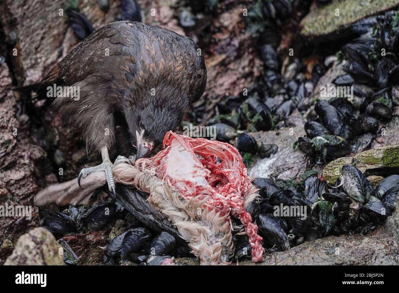 Caracara strié ( Phalcoboenus australis ) se nourrissant sur un rocher mort Shag ou un Cormorant Magellanique ( Phalacrocorax magellanicus ), Banque D'Images