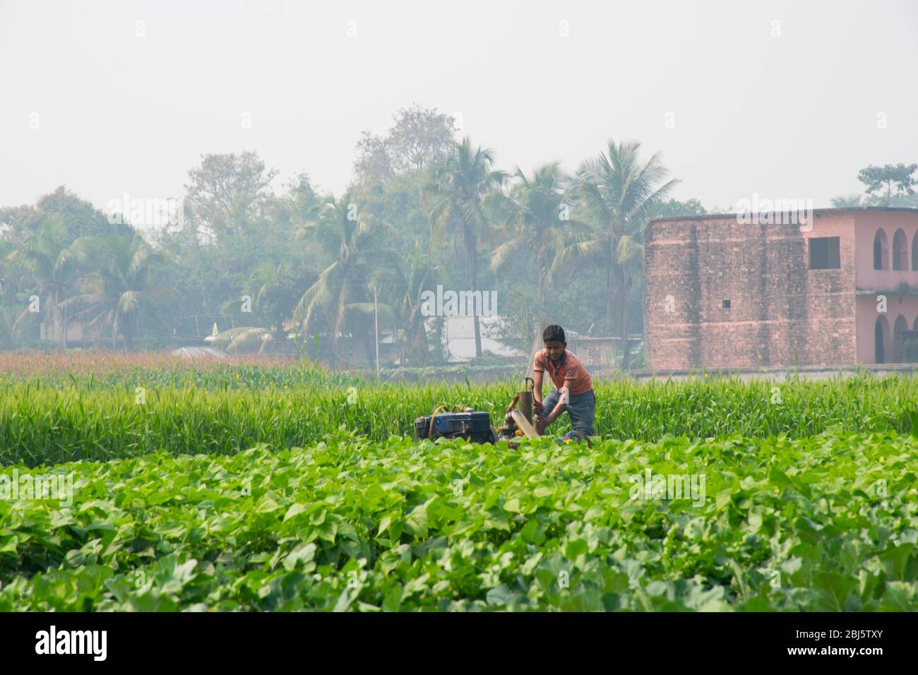 Jeunes garçons travaillant sur le terrain, Inde Banque D'Images