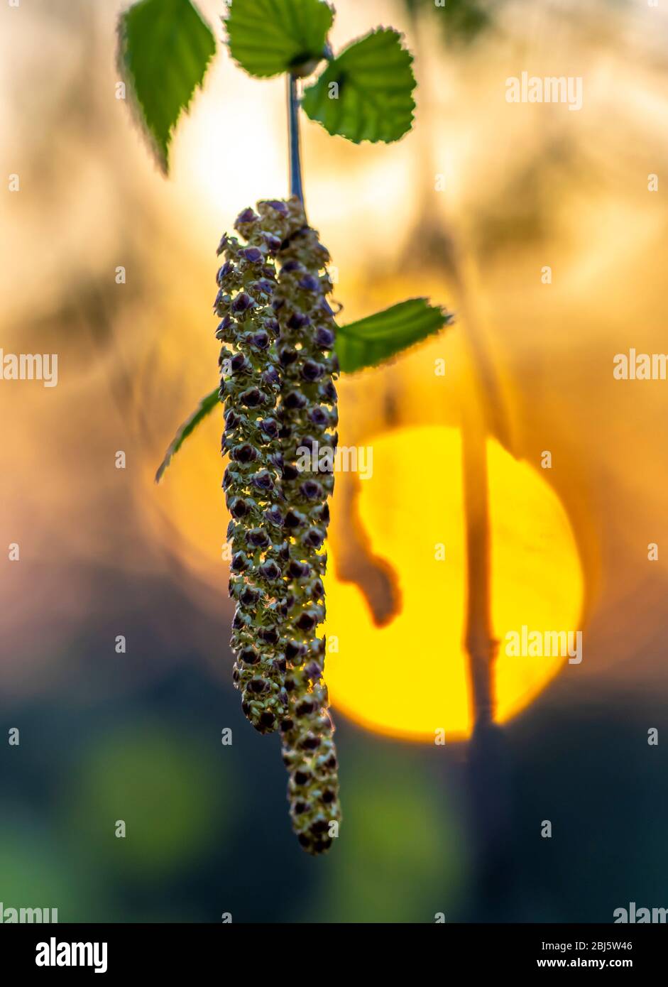 fleur de bouleau, inflorescence rapprochée sur le fond du disque solaire orange au coucher du soleil Banque D'Images