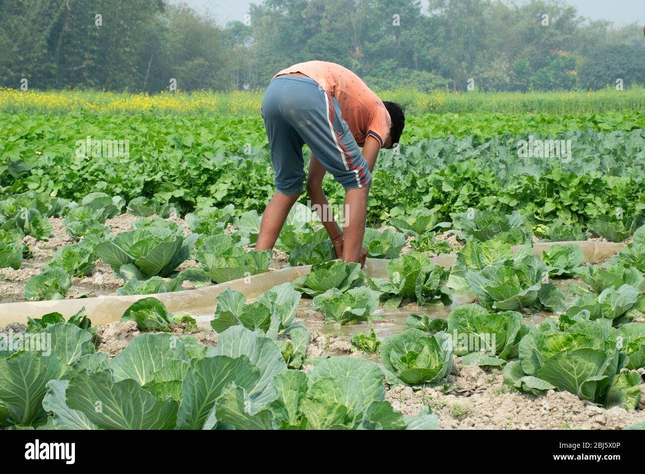 Un adolescent d'un agriculteur indien travaillant sur le terrain, Bihar, Inde Banque D'Images