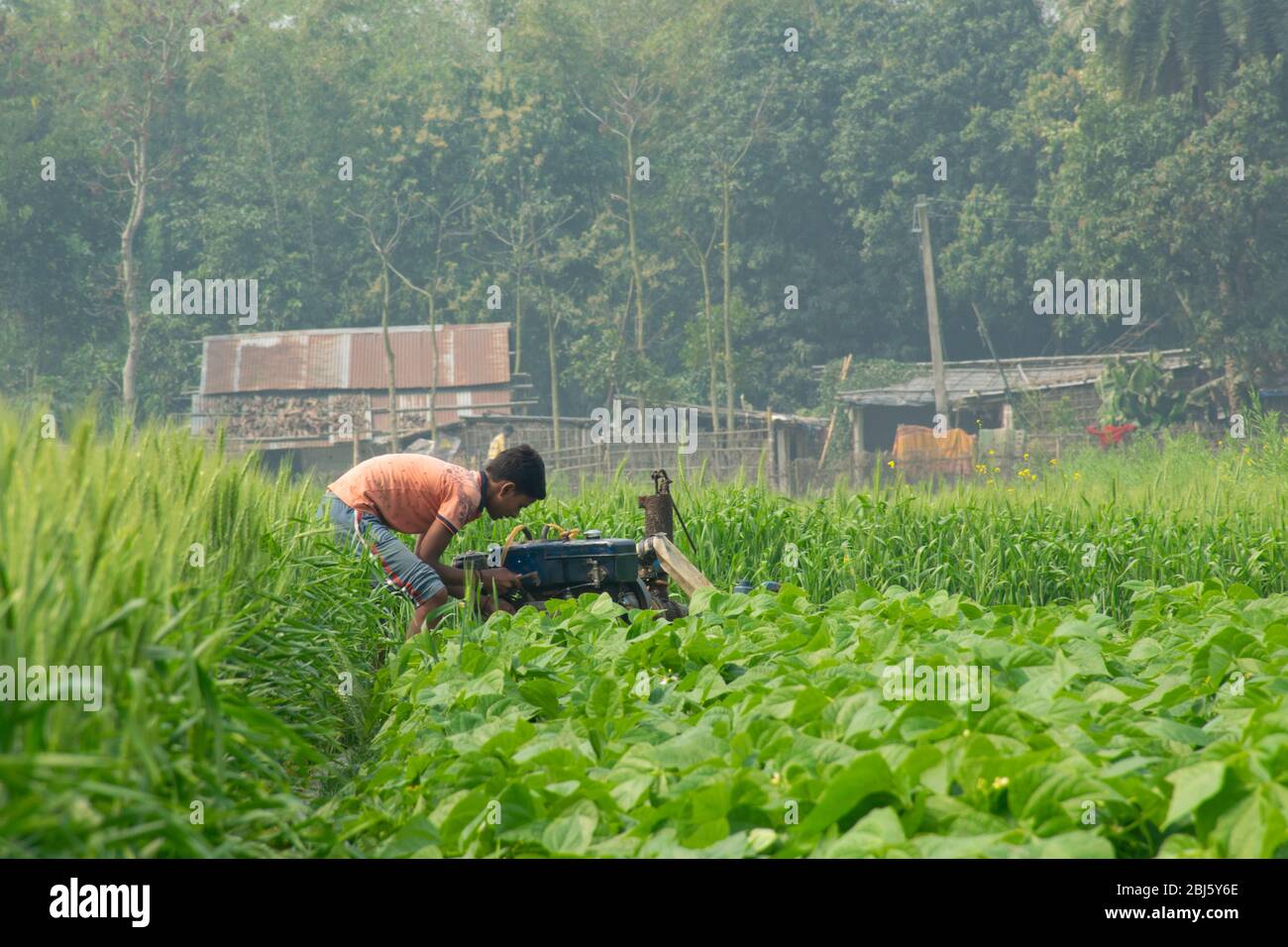 Jeunes garçons travaillant sur le terrain, Inde Banque D'Images