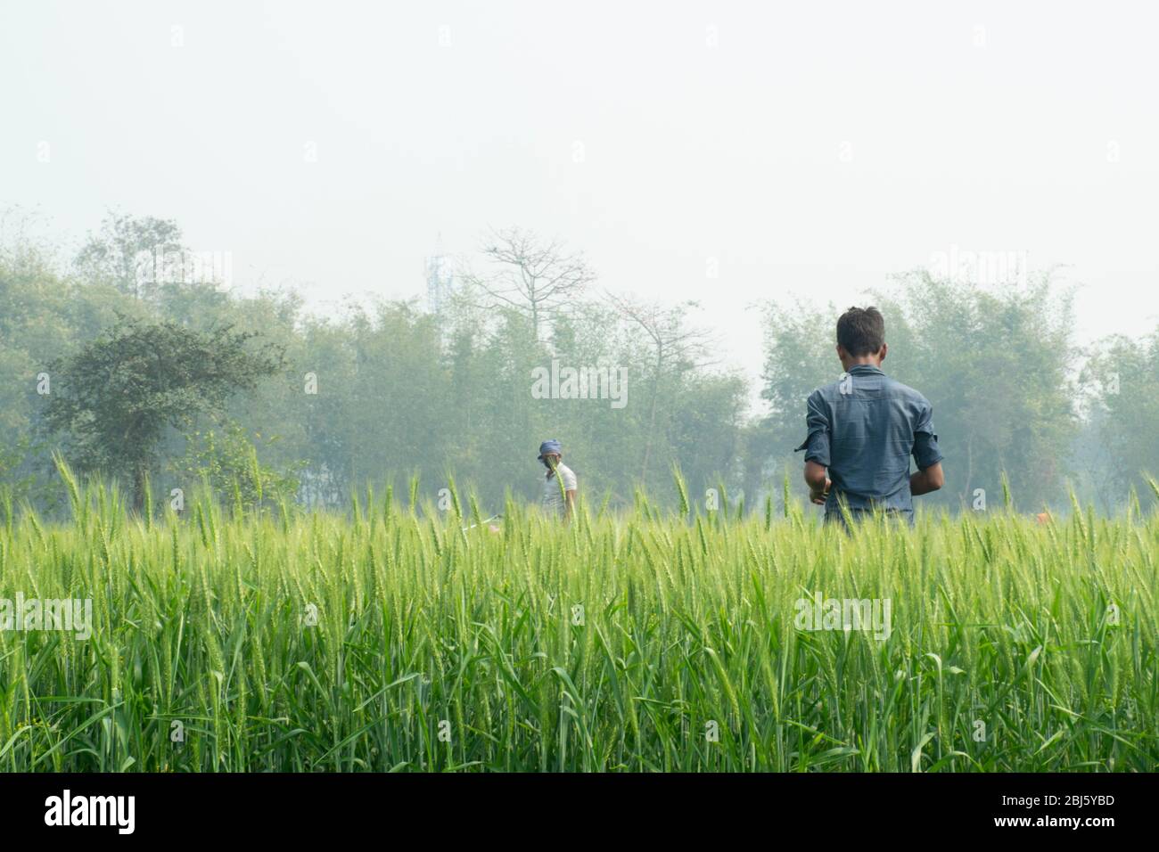 Jeunes garçons travaillant sur le terrain, Inde Banque D'Images