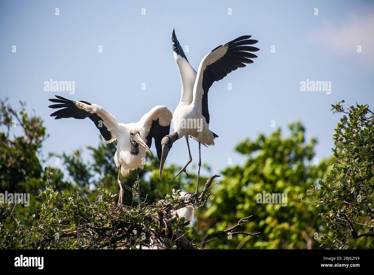 Storks en bois dans le Nest Banque D'Images