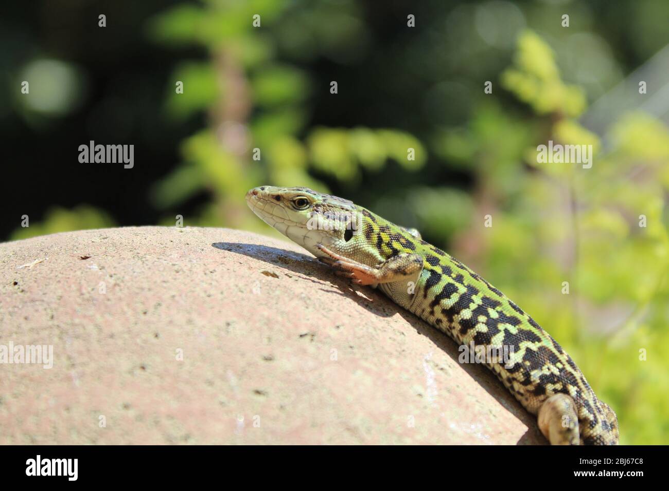 Lézard italien dans le jardin romain Banque D'Images