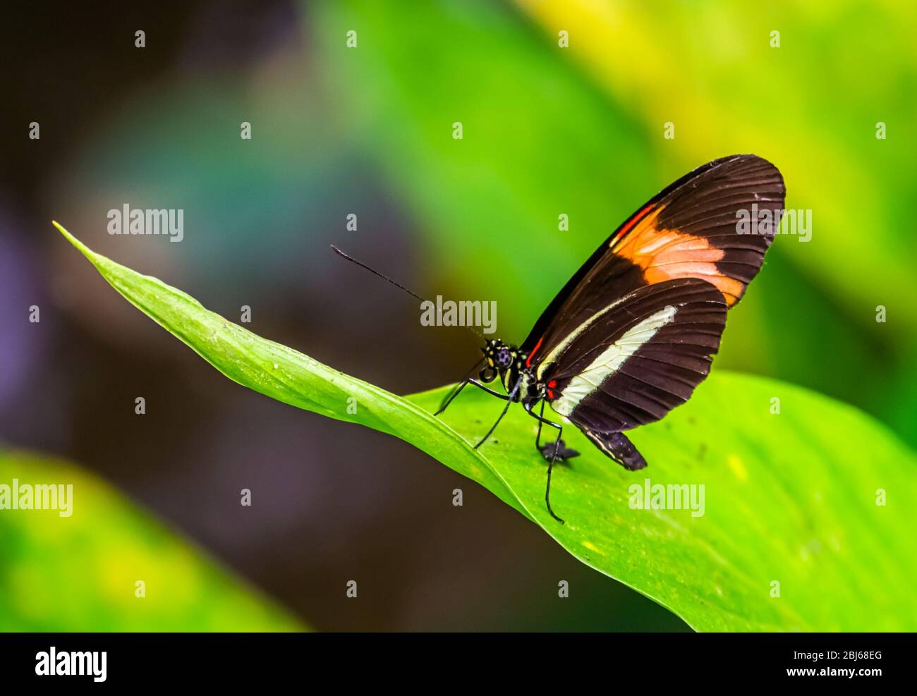 Petit papillon de postier rouge dans macro closeup, espèce d'insecte tropical du Costa Rica, Amérique Banque D'Images