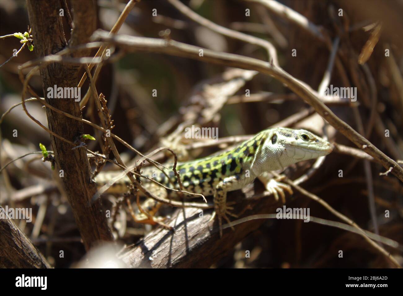 Le lézard italien explore une plante sèche sans feuilles Banque D'Images