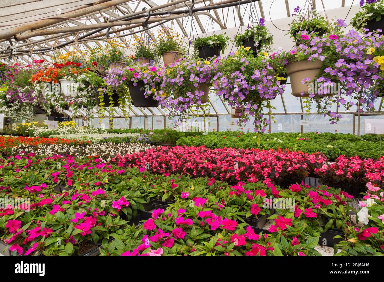 Fleurs d'été annuelles colorées, accrochées dans des paniers et LATIN1 (LATIN1) rose, blanc et rouge (LATIN2) rose en serre, Québec, Canada Banque D'Images