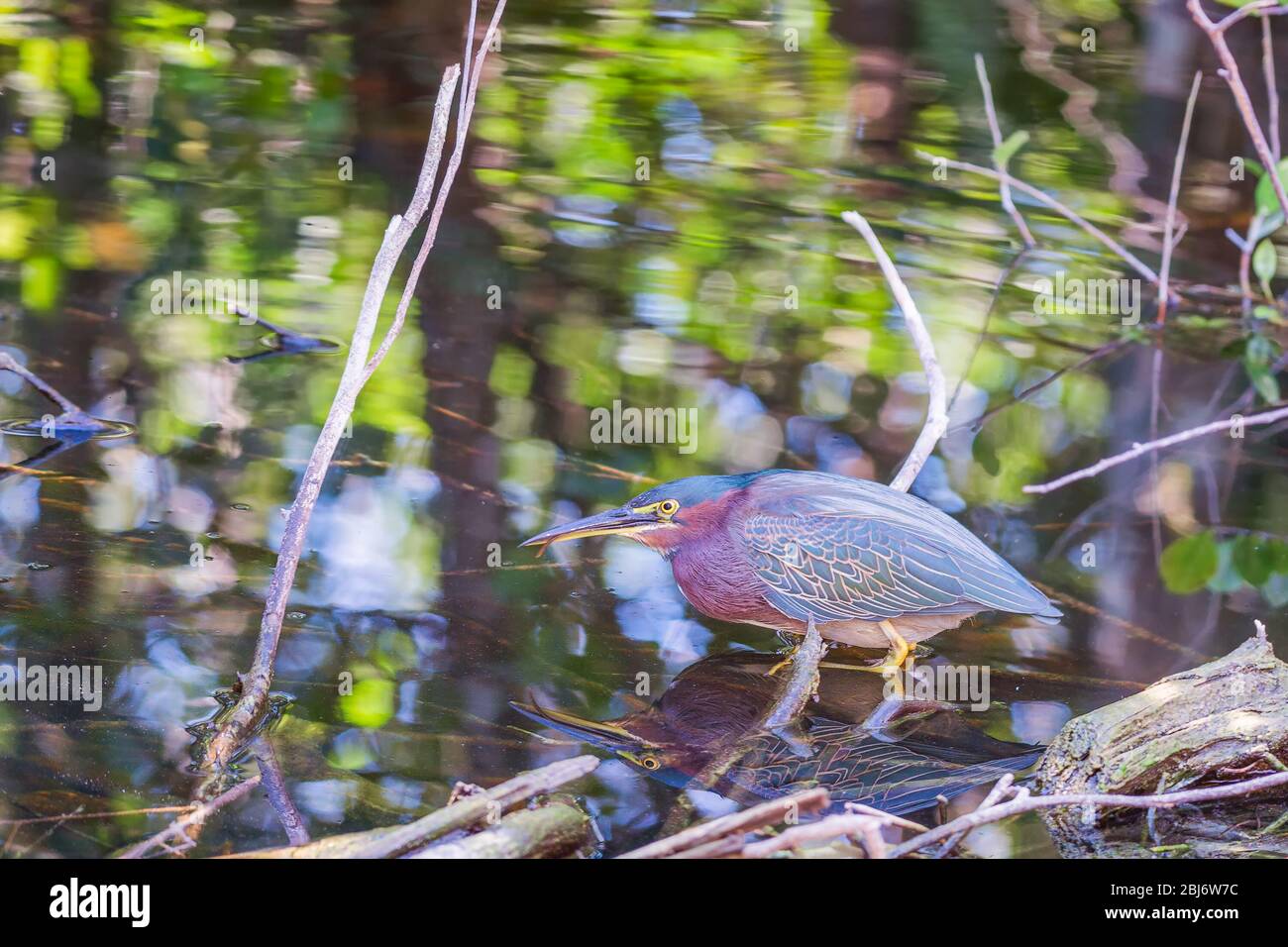 Héron vert et son reflet dans la réserve nationale de Big Cypress. Floride. ÉTATS-UNIS Banque D'Images Héron vert et son reflet dans la réserve nationale de Big Cypress. Floride. ÉTATS-UNIS Banque D'Images