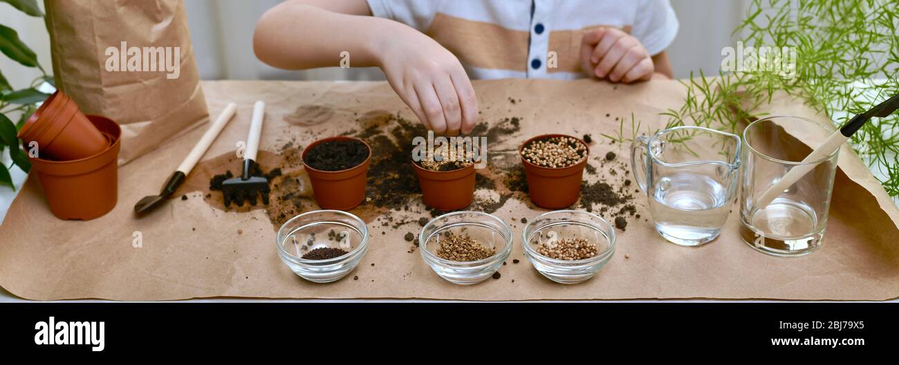 La main de bébé verse des graines de betterave dans un pot de terre pour planter. Dans la chambre engagée dans le jardinage. Banque D'Images