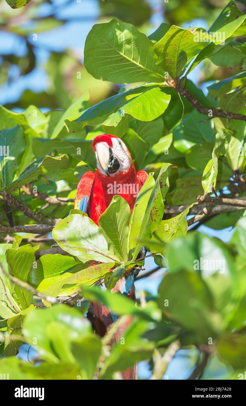 Ara rouge (Ara macao) perché sur un arbre, parc national de Corcovado, péninsule d'Osa, au Costa Rica Banque D'Images