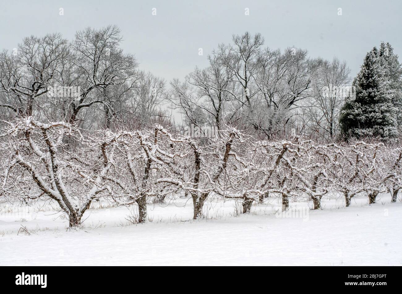 Une rangée de fruits en herbe est recouverte d'une neige printanière au Michigan, aux États-Unis Banque D'Images
