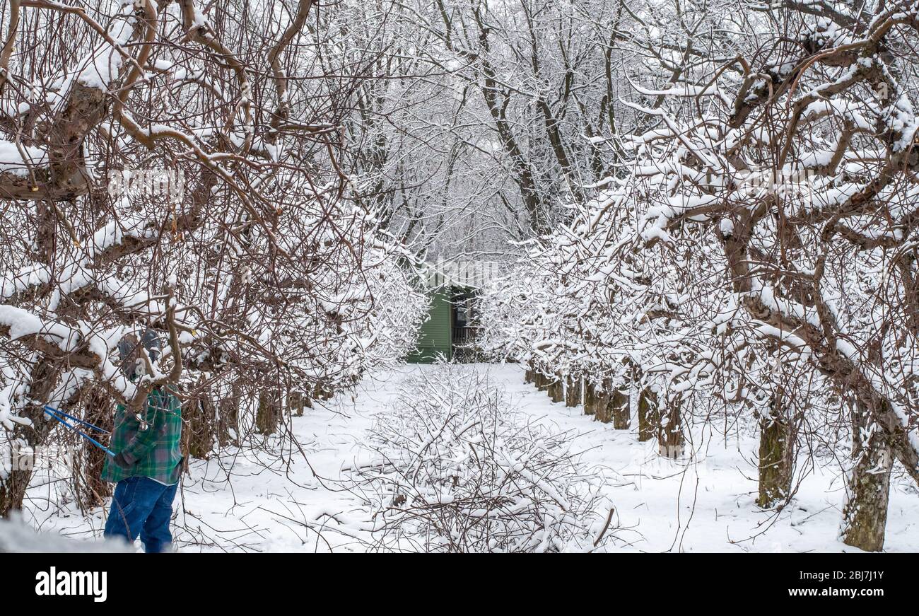 Un travailleur du Michigan aux États-Unis taise des arbres fruitiers dans cette neige printanière Banque D'Images