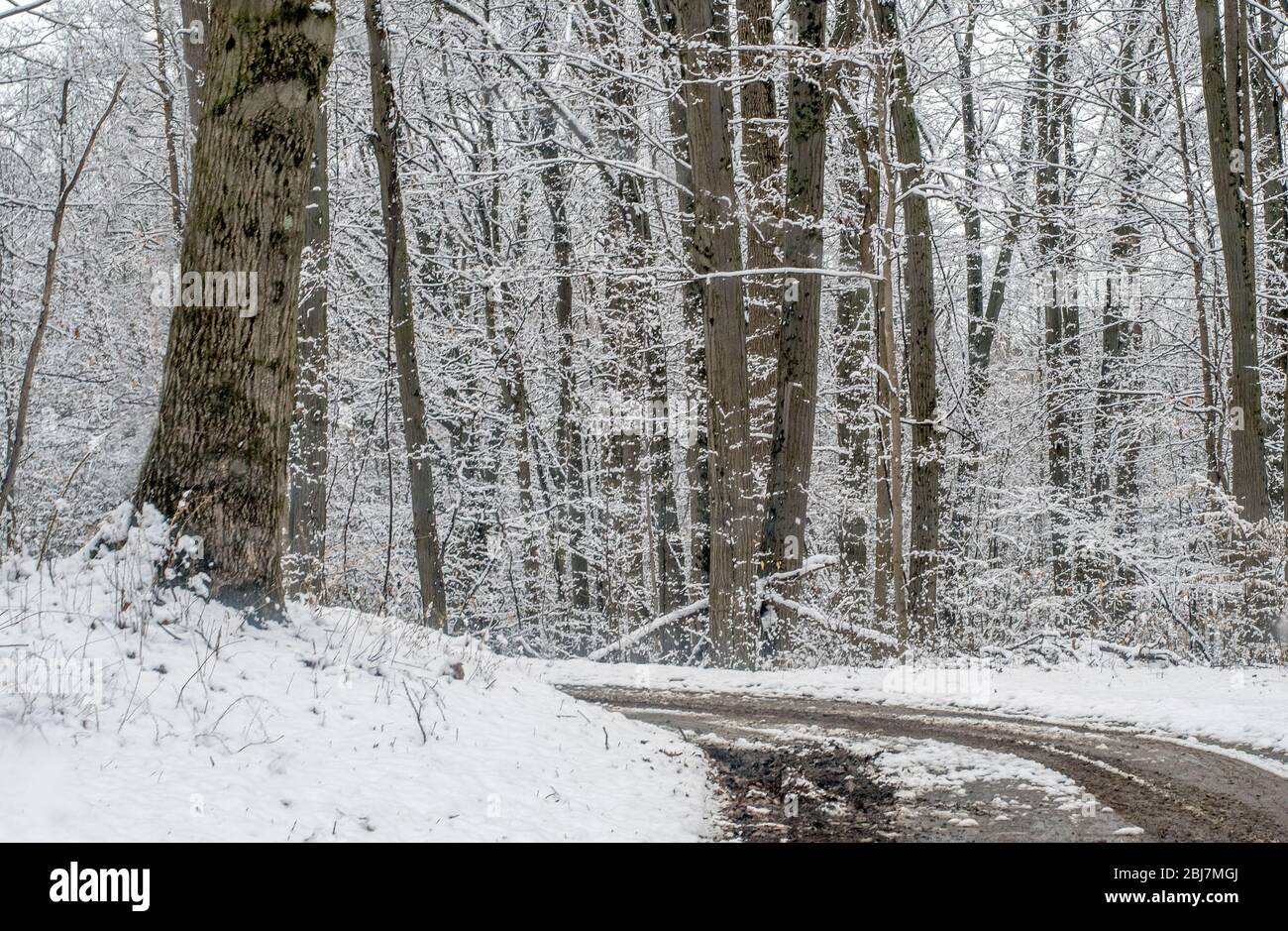 Magnifique traversée d'un bois couvert de neige au début du printemps Banque D'Images