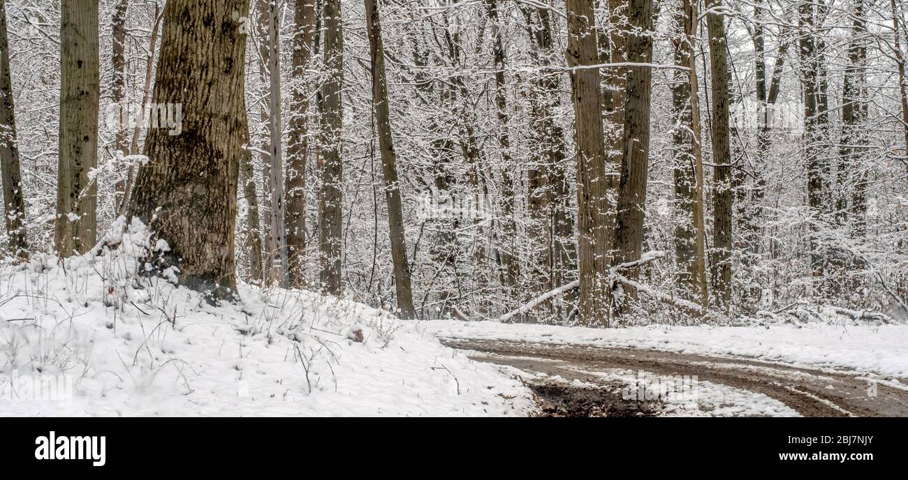Une route de courcissement leeds à travers un beau bois enneigé au Michigan États-Unis Banque D'Images