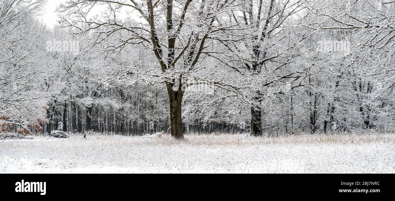 Mère nature met sur un spectacle magique avec cette tempête de neige au début du printemps dans le Michigan USA Banque D'Images