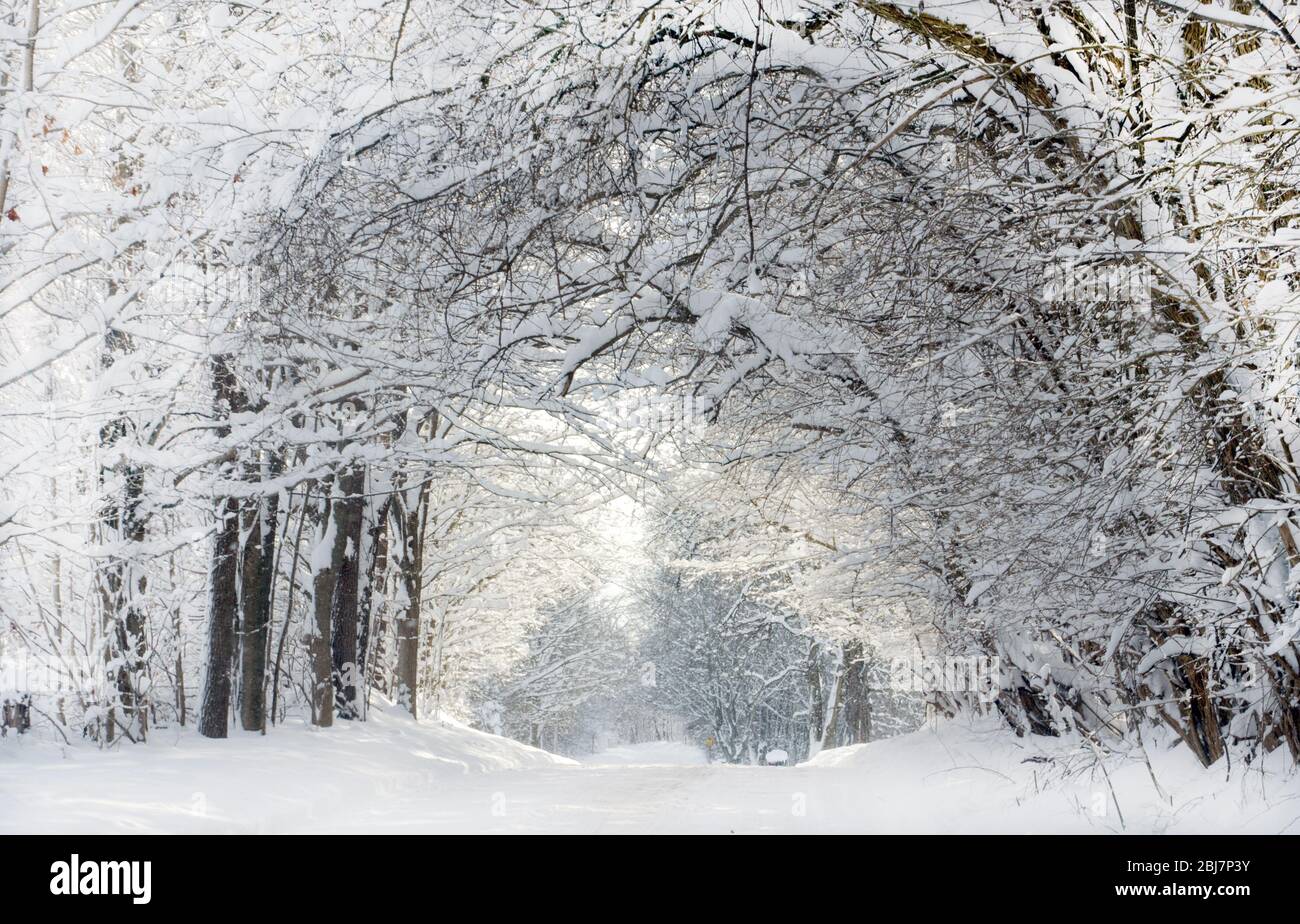 Une couverture de neige épaisse ce paysage boisé au Michigan des États-Unis, mais c'était un trajet magique Banque D'Images