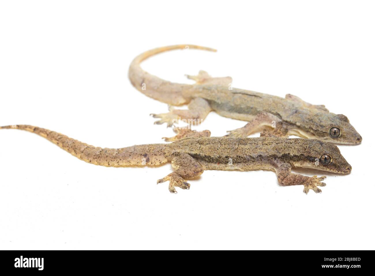Maison de l'Asie (lézard gecko hemidactylus) ou conjoint isolé sur fond blanc Banque D'Images