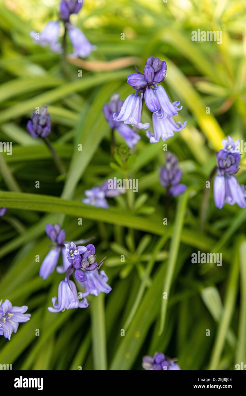 Bluebell des fleurs au printemps Banque D'Images