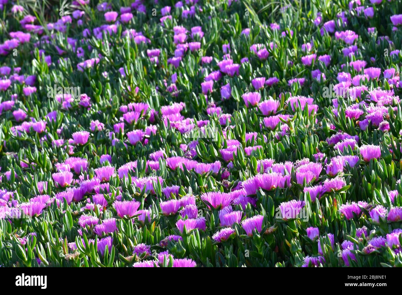 Une grande plante de glace à fleurs violettes (espèce Carpobrotus), une plante envahissante introduite qui pousse près de Struve Slough en Californie Banque D'Images