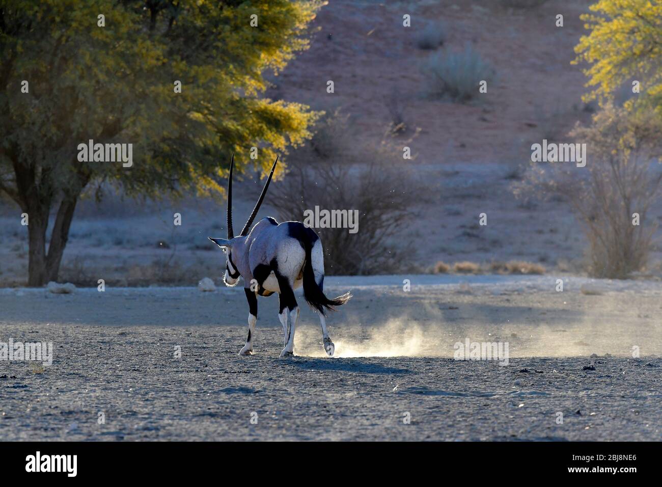 Parc transfrontalier Kgalagadi, Cap Nord, Afrique du Sud Banque D'Images