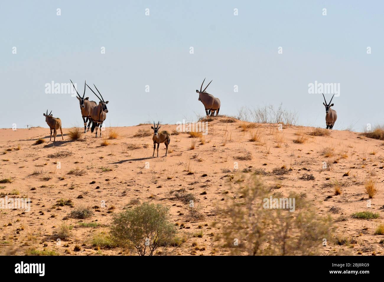Parc transfrontalier Kgalagadi, Cap Nord, Afrique du Sud Banque D'Images