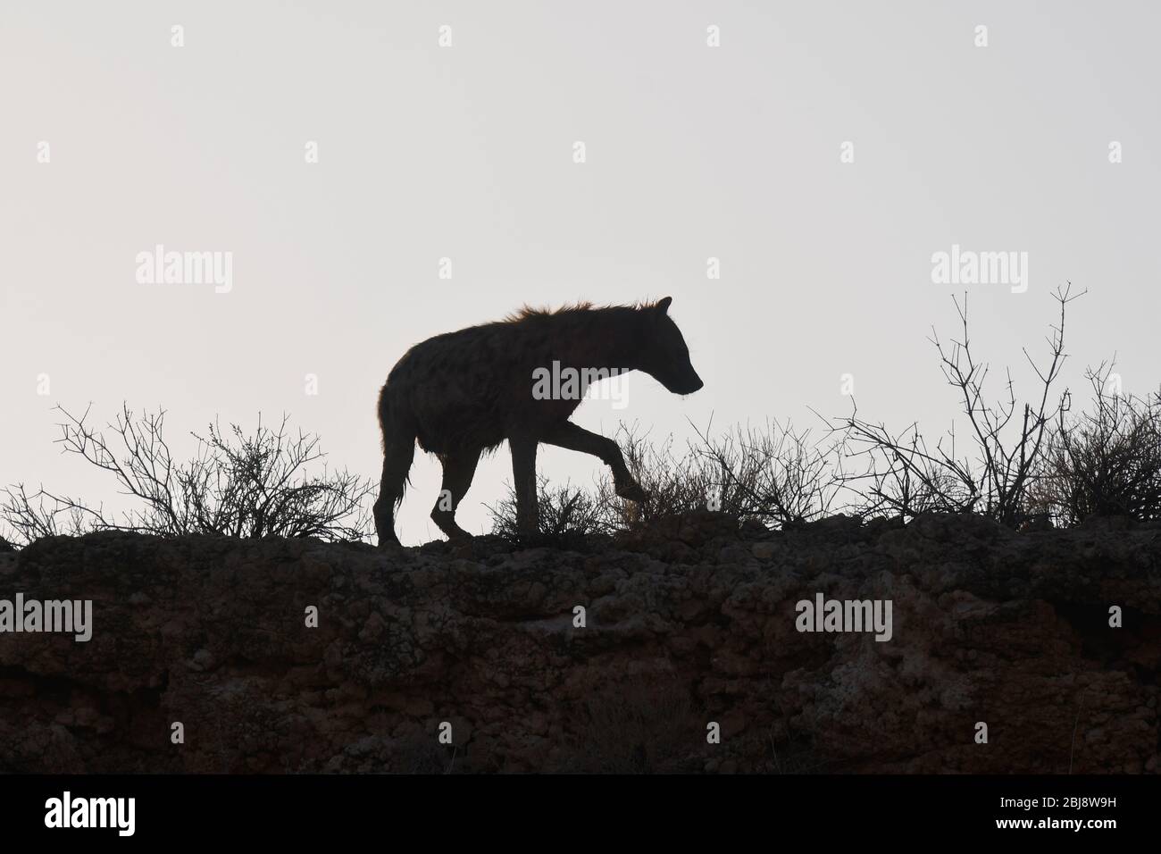 Parc transfrontalier Kgalagadi, Cap Nord, Afrique du Sud Banque D'Images
