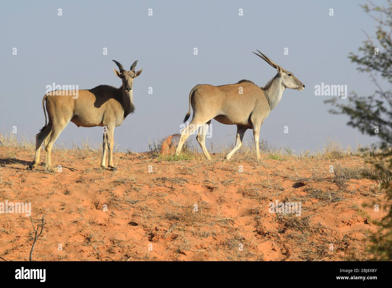 Parc transfrontalier Kgalagadi, Cap Nord, Afrique du Sud Banque D'Images