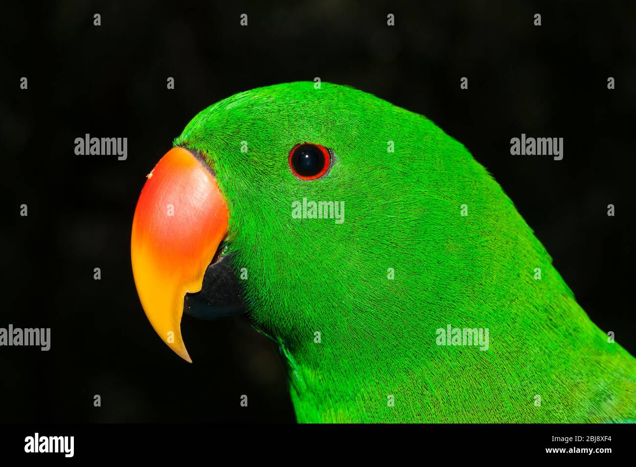Eclectus Parrot, Eclectus roratus, Papouasie-Nouvelle-Guinée Banque D'Images