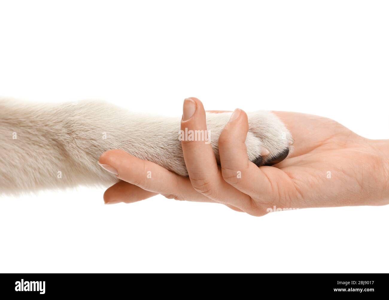 Main féminine tenant la patte du chiot isolée sur blanc Banque D'Images