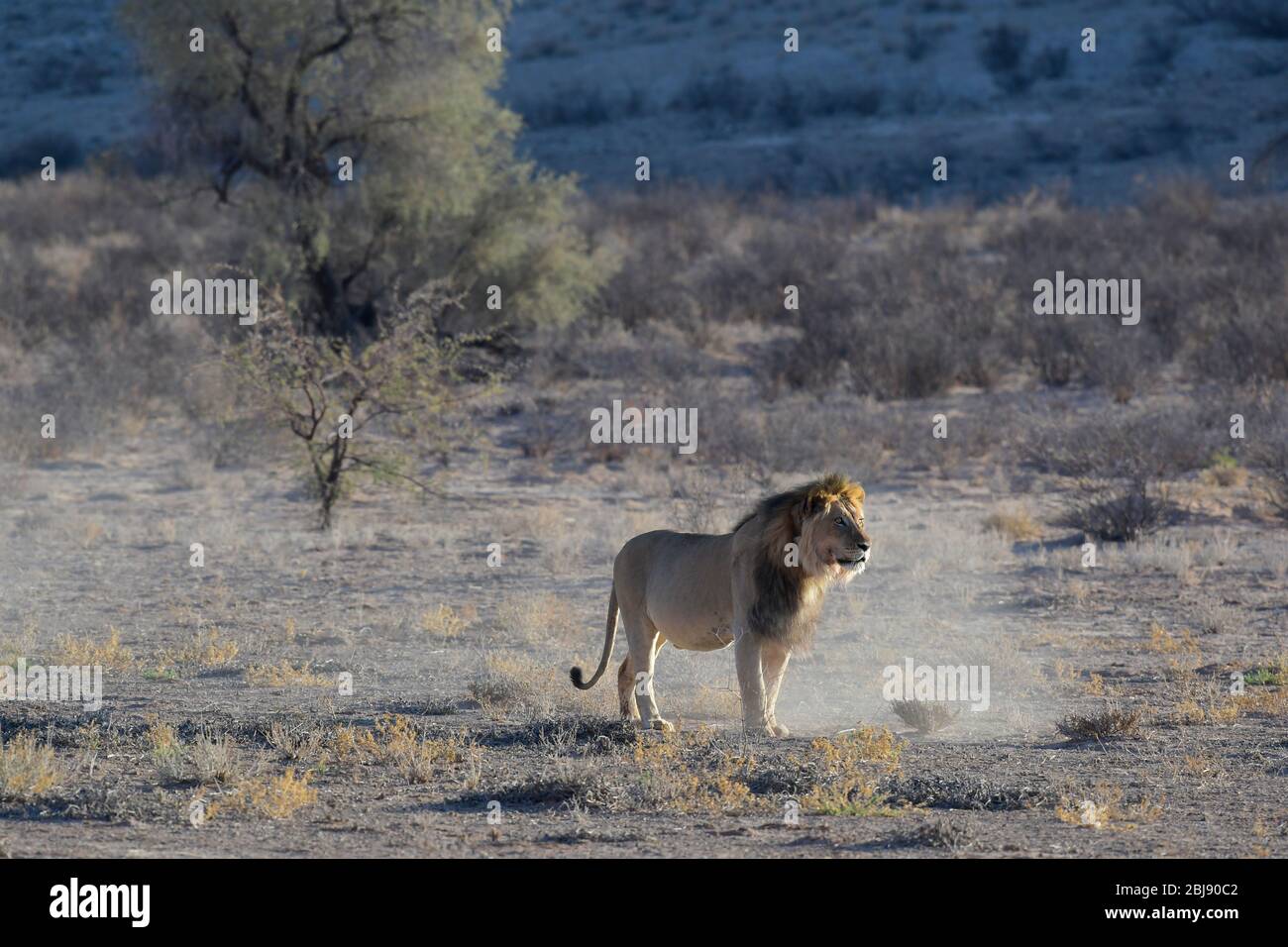 Parc transfrontalier Kgalagadi, Cap Nord, Afrique du Sud Banque D'Images