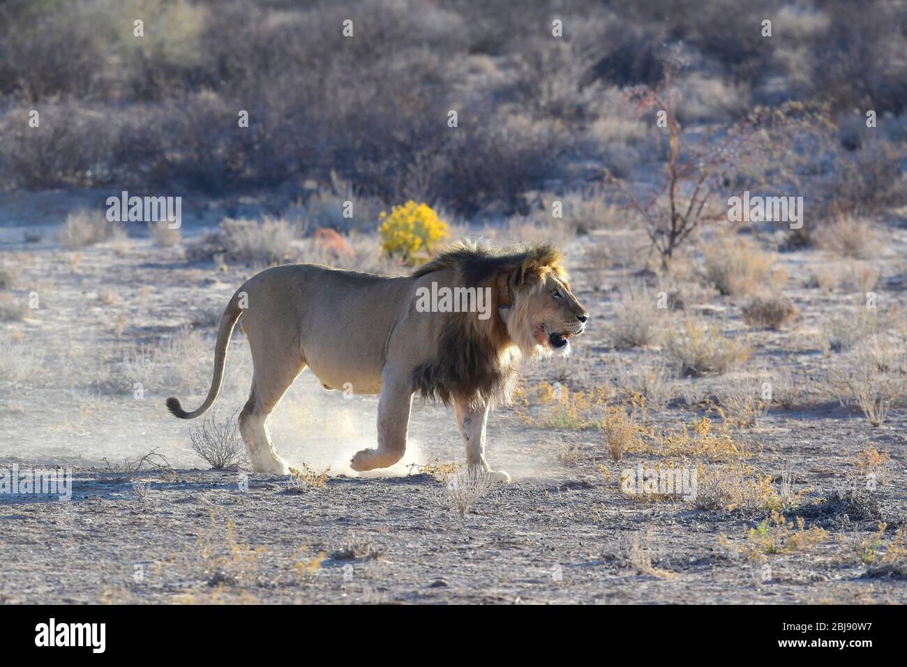 Parc transfrontalier Kgalagadi, Cap Nord, Afrique du Sud Banque D'Images