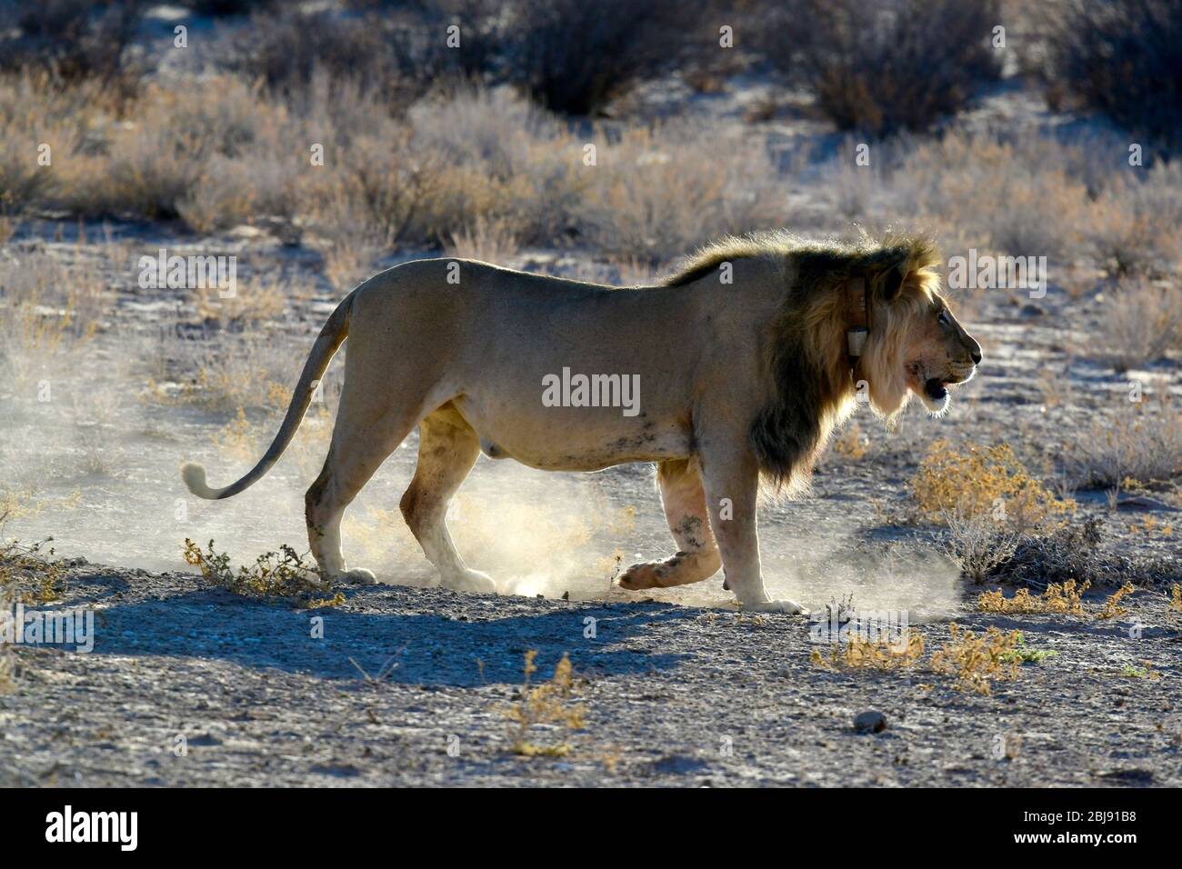 Parc transfrontalier Kgalagadi, Cap Nord, Afrique du Sud Banque D'Images