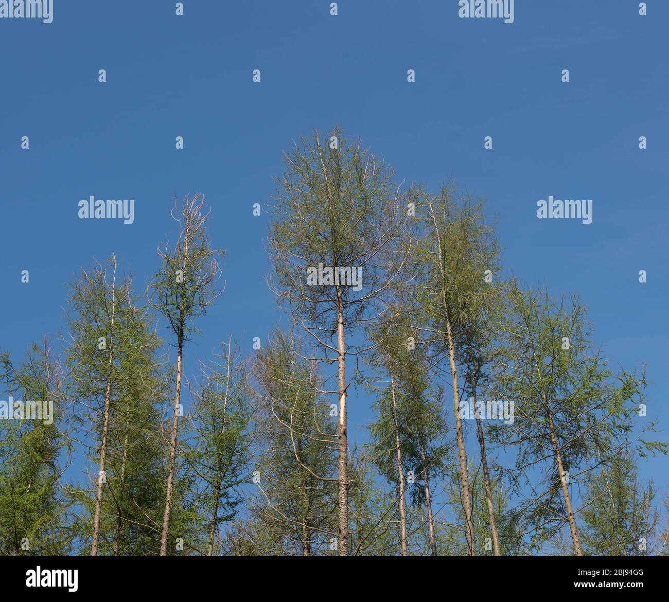 Le nouveau printemps laisse l'ouverture sur un arbre de Larch européen de conifères (Larix decidua) décidua de la forêt avec un fond de ciel bleu brillant Banque D'Images