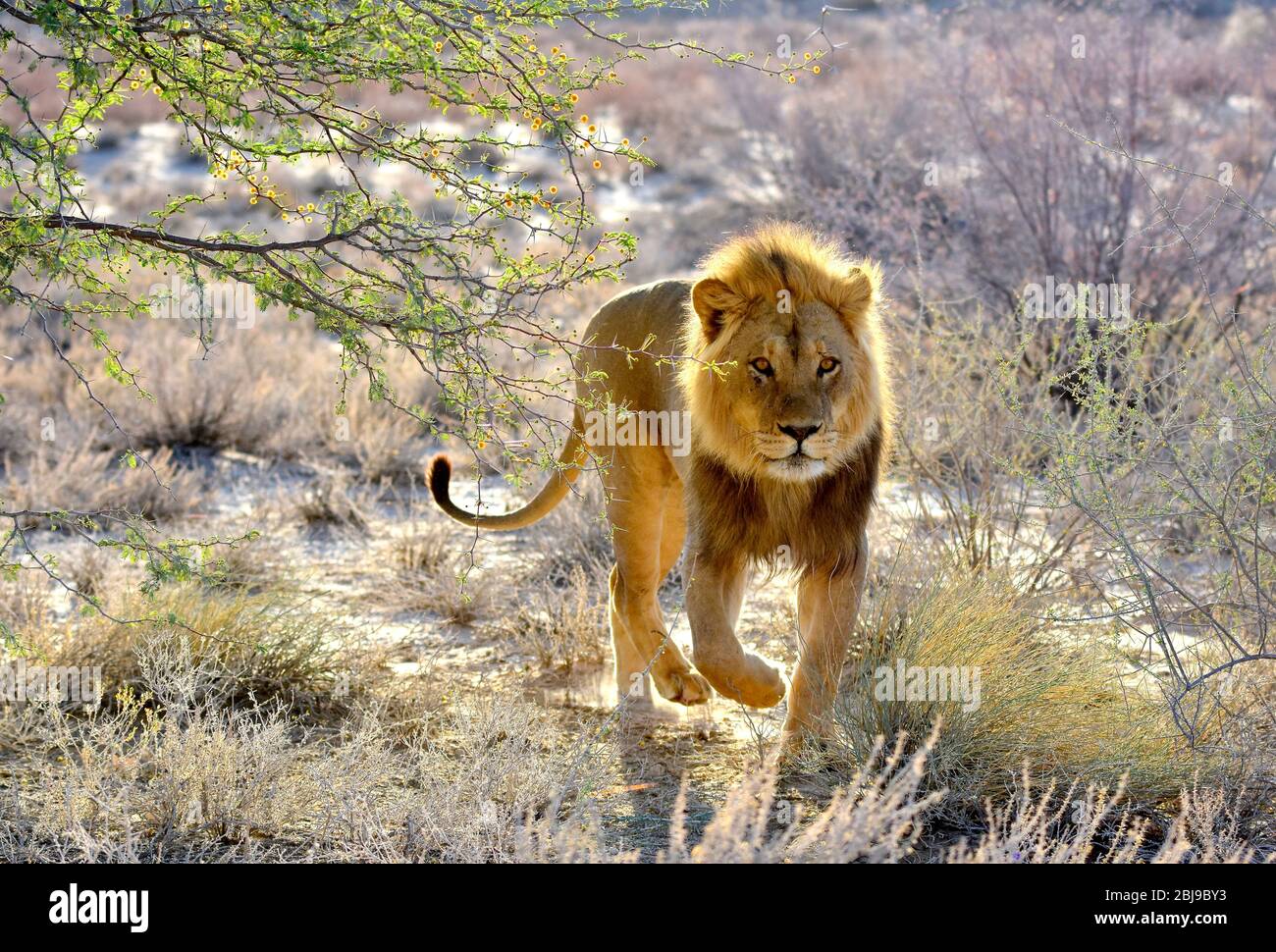 Lion mangé dans le parc transfrontalier de Kgalagadi, Cap Nord, Afrique du Sud Banque D'Images