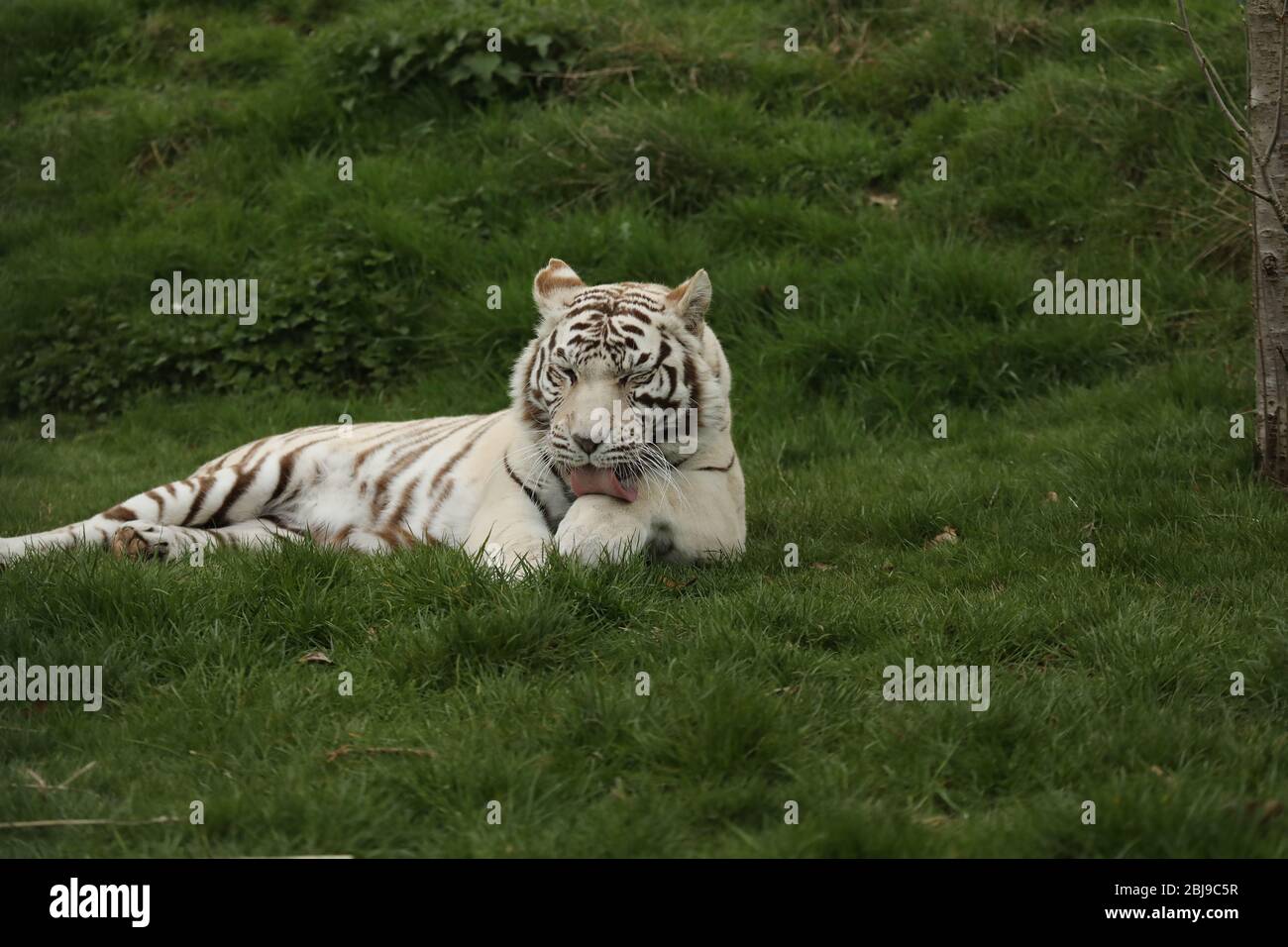 Majestueux et puissant tigre blanc captif couché dans l'herbe Banque D'Images