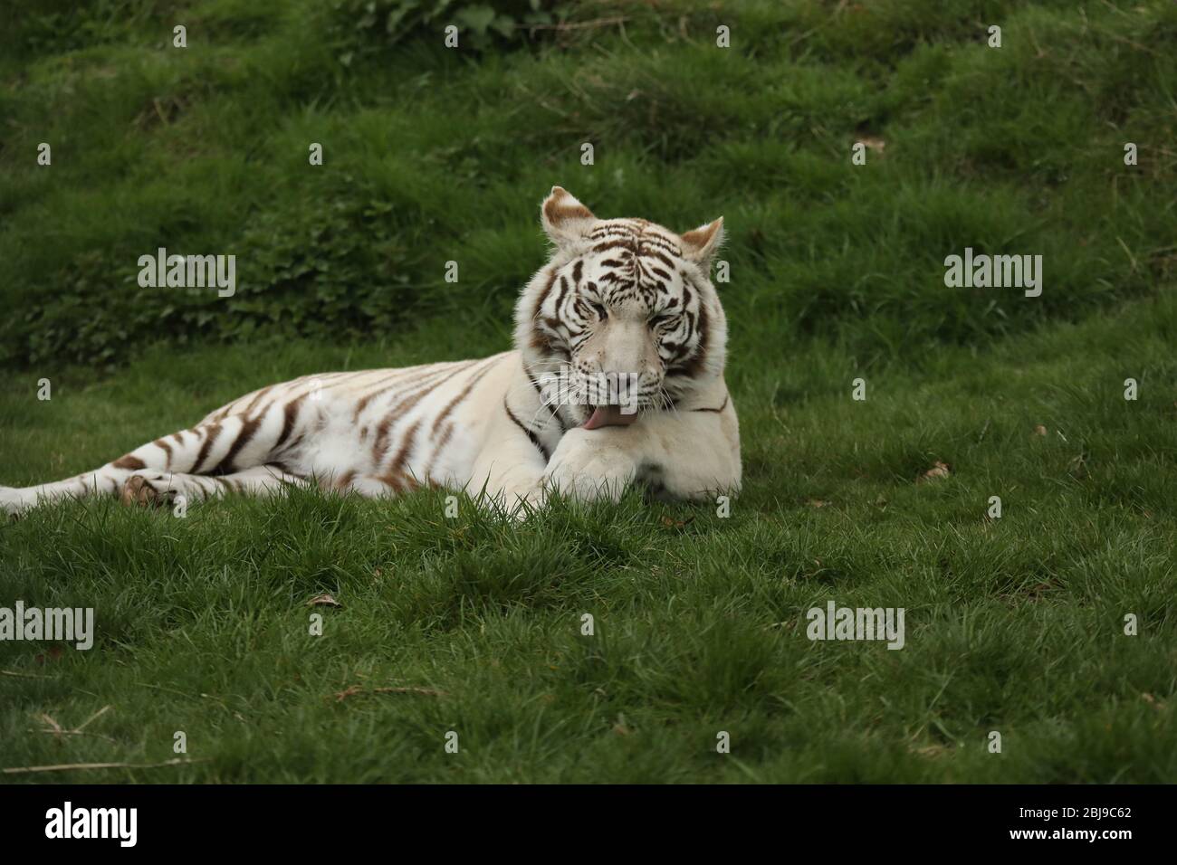 Majestueux et puissant tigre blanc captif couché dans l'herbe Banque D'Images