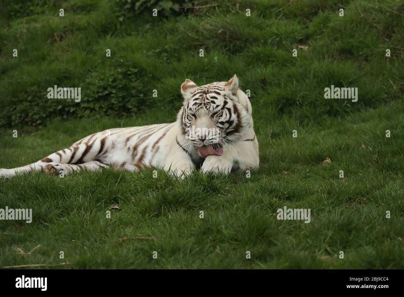 Majestueux et puissant tigre blanc captif couché dans l'herbe Banque D'Images