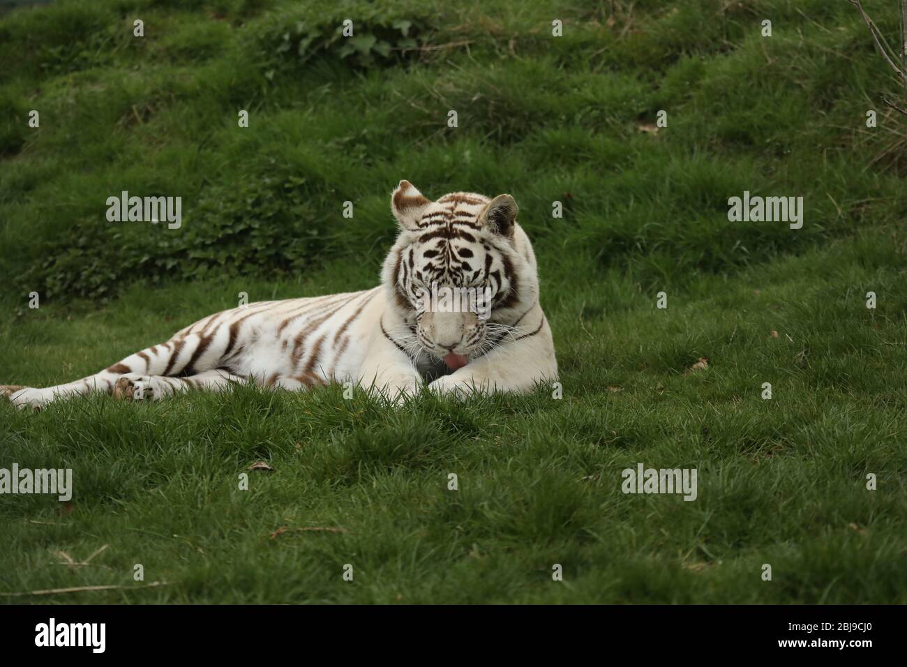 Majestueux et puissant tigre blanc captif couché dans l'herbe Banque D'Images