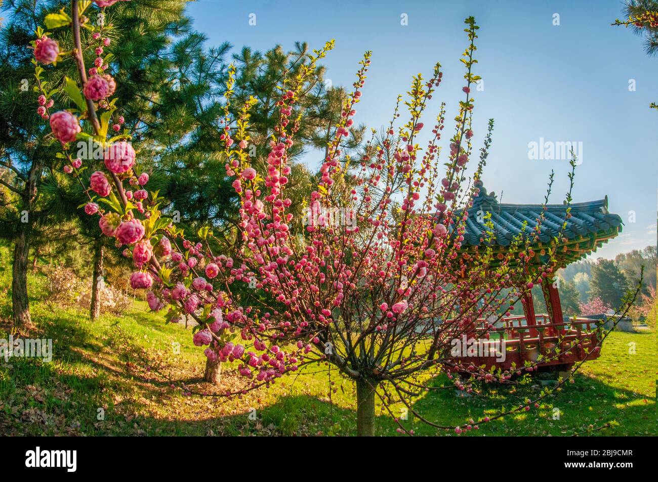 Fond Photo Printemps Allée Sakura Pavillon Paisible CSH61-133