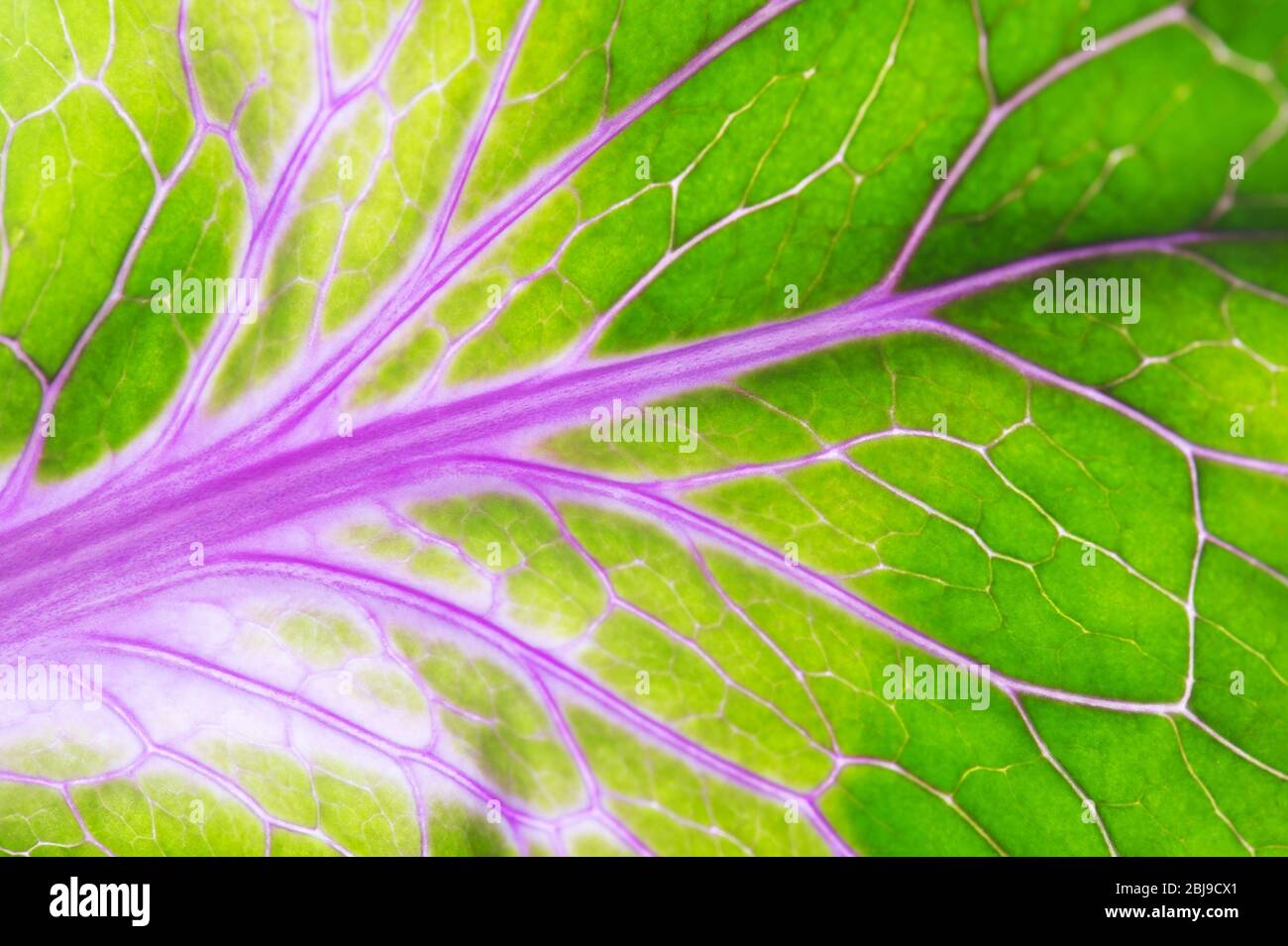 Photo macro de la feuille de couleur verte et rose. Résumé Banque D'Images