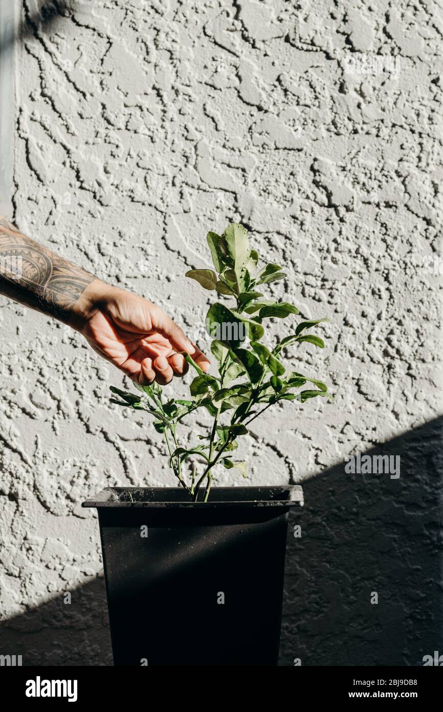 Homme à la main picking d'une feuille d'agrumes de chaux dans le pot noir devant de blanc rugueux mur avec ombre. Banque D'Images