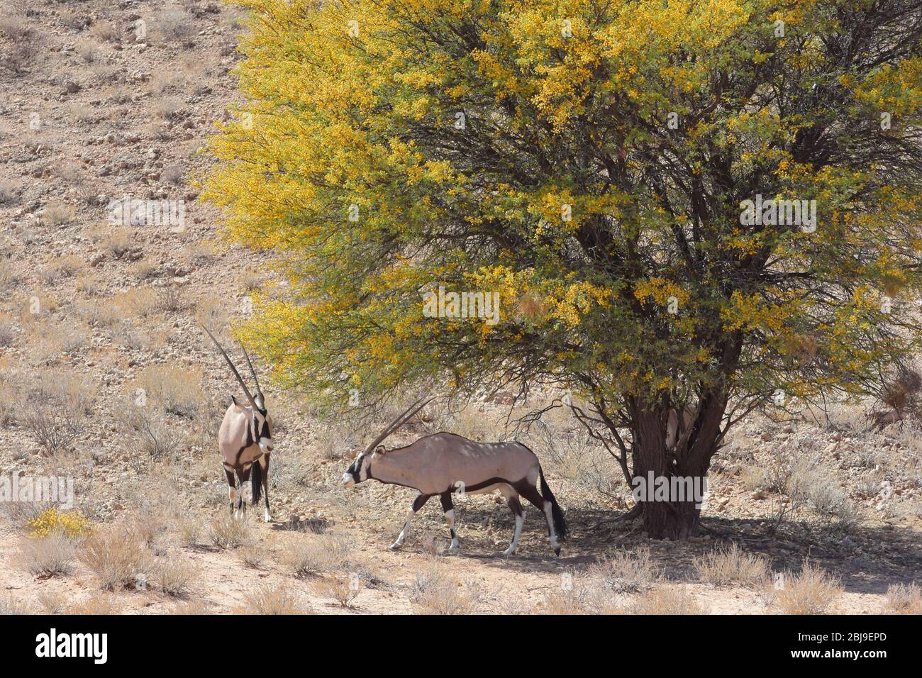 Parc transfrontalier Kgalagadi, Cap Nord, Afrique du Sud Banque D'Images