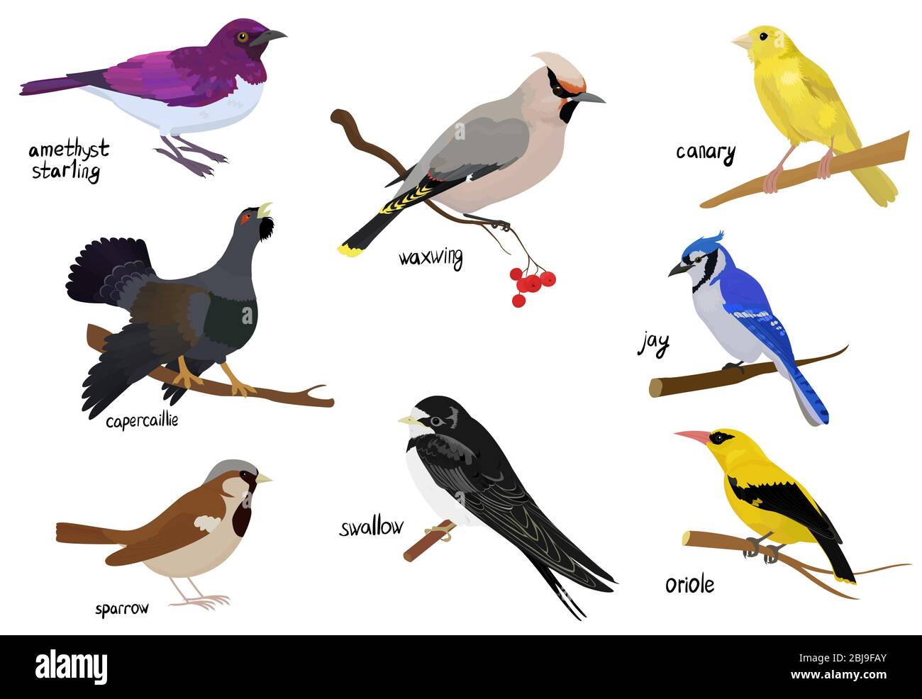 Icône de caricature des oiseaux. Illustration isolée de l'animal. Affiche avec différents oiseaux sauvages Illustration de Vecteur