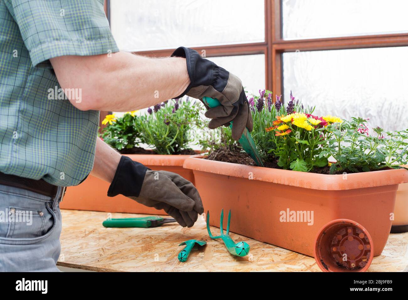 Jardinier ou fleuriste mûrs préparant des pots de fleurs colorés dans une serre - se concentrer sur le chrysanthème au premier plan Banque D'Images