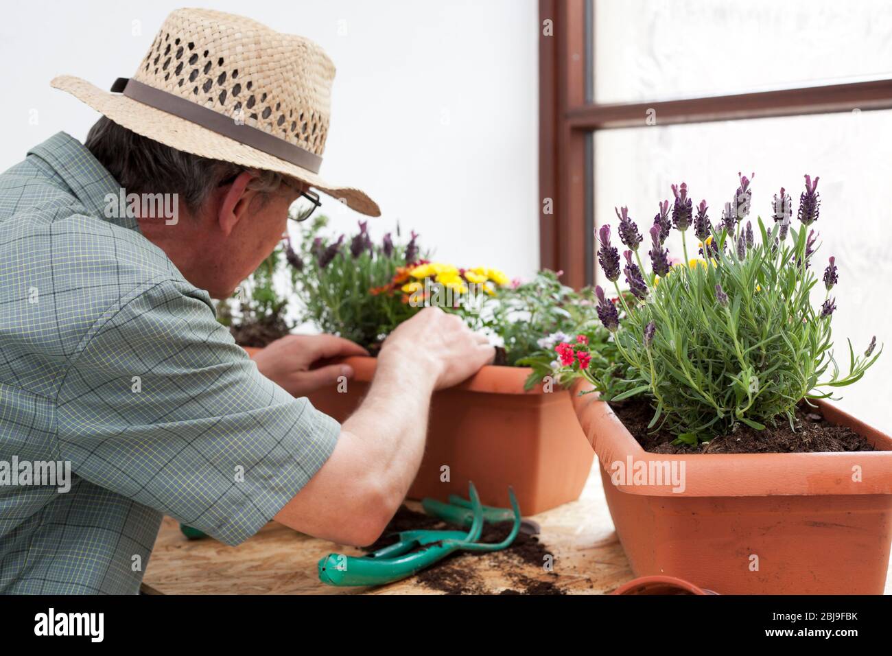 Jardinier ou fleuriste mûrs préparant des pots de fleurs colorés dans une serre - se concentrer sur la lavande en premier plan Banque D'Images