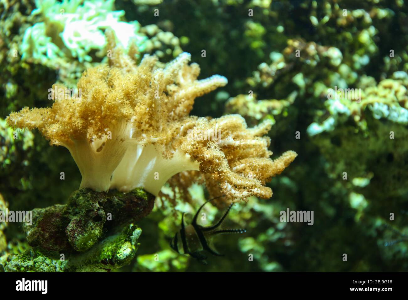 Anemone dans l'océanographie Banque D'Images